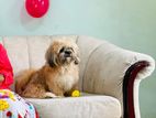 Shih Tzu Male Dog for Crossing