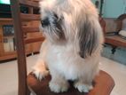 Shih Tzu Male Dog for Crossing