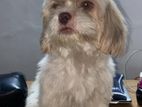 Shih Tzu Male Dog