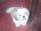 Shih Tzu Male Dog