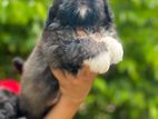 Shih Tzu male Puppy