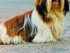 Shitzu Male Dog for Crossing