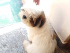 Shitzu Male