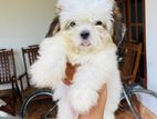 Shih Tzu Male Puppy