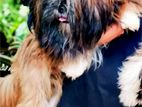 Shi Tzu Male for Stud