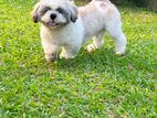 Shih Tzu Male for Stud Service