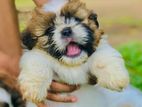 Shitzu Male Puppy