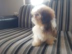 Shitzu Male Puppies