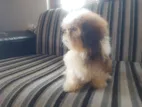 Shitzu Male Puppies