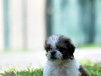 Shitzu Male Puppies