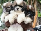 Shitzu Male Puppies