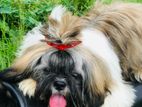 Shitzu Male Puppies