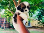 Shih Tzu Male Puppies