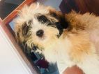 shitzu male puppy