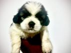 Shih Tzu Male Puppy