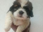 Shitzu Male Puppy