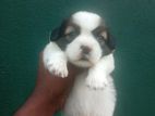 Shih Tzu Male Puppy