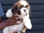 Shitzu Male Puppy