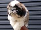 shitzu Male puppy