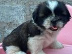 Shitzu Male Puppy