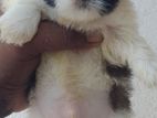 Shih Tzu Male Puppy