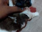 Shitzu Male Puppy
