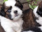Shih Tzu Male Puppy
