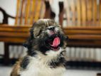 Shitzu Male Puppy
