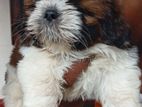 Shih Tzu Male Puppy