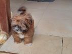 Shih Tzu Male Puppy