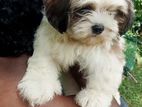 Shih Tzu Puppy