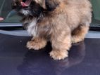 Shih Tzu Male Puppy