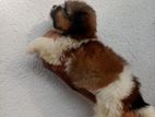 Shitzu Puppy