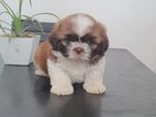 Shih Tzu Male Puppy