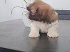 Shih Tzu Male Puppy