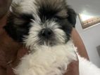 Shih Tzu Male Puppy