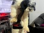 Shih Tzu Male Puppy