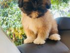 Shih Tzu Puppies