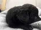Shih Tzu Mix Pomeranian Puppy