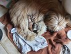 Shitzu Mix Puppy