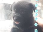 Shitzu Mix Puppy