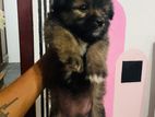 Shih Tzu Mixed Puppies
