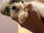 Shih Tzu Puppies