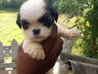 Shih Tzu Male Puppies