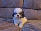 Shih Tzu Puppy