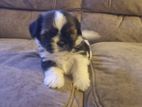 Shitzu Puppy