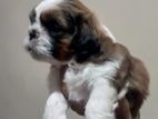 Shih Tzu Puppies