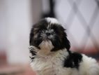Shitzu Puppies