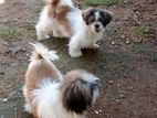 Shih Tzu Puppies