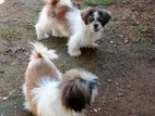 Shih Tzu Puppies